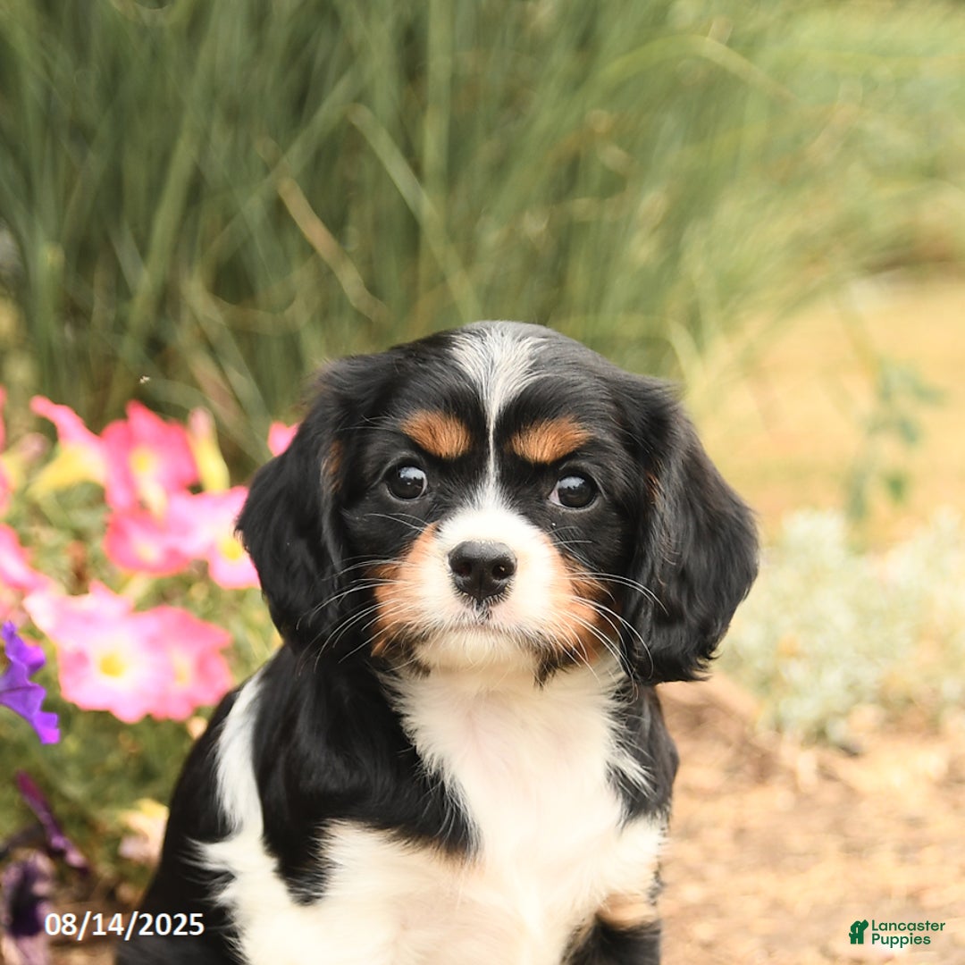 Cavalier King Charles Spaniel dogs for sale: Daisy - Image 3