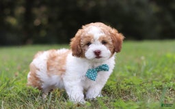 Shihpoo dogs for sale: Hudson - Image 6
