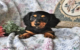 Miniature Dachshund dogs for sale: Lexi - Image 5