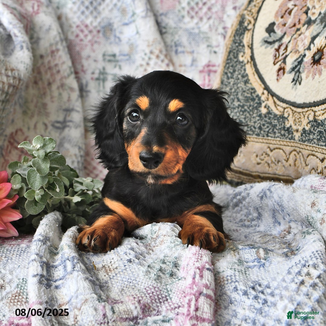 Miniature Dachshund dogs for sale: Lexi - Image 5