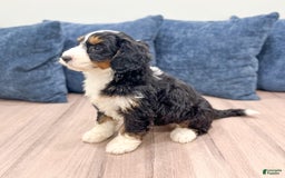 Mini Bernedoodle dogs for sale: Piper - Image 4