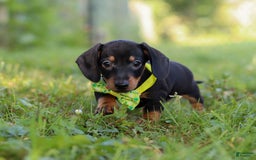 Miniature Dachshund dogs for sale: Jordan - Image 5