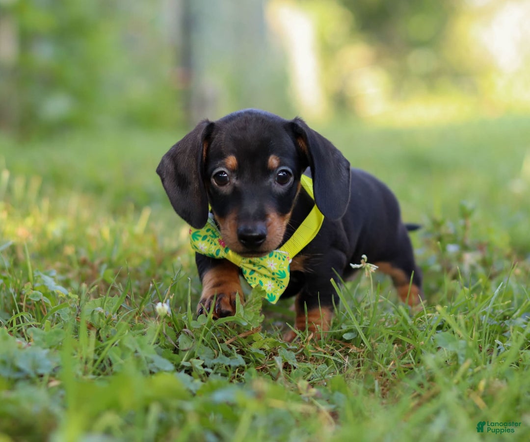 Miniature Dachshund dogs for sale: Jordan - Image 5