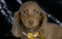 Miniature Dachshund dogs for sale: Lil Dude - Image 1