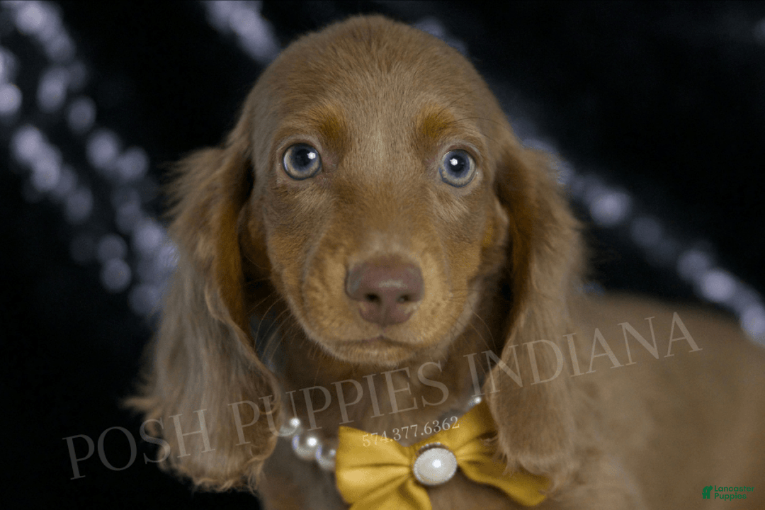 Miniature Dachshund dogs for sale: Lil Dude - Image 1