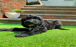 Goldendoodle dogs for sale: Bella - Image 3