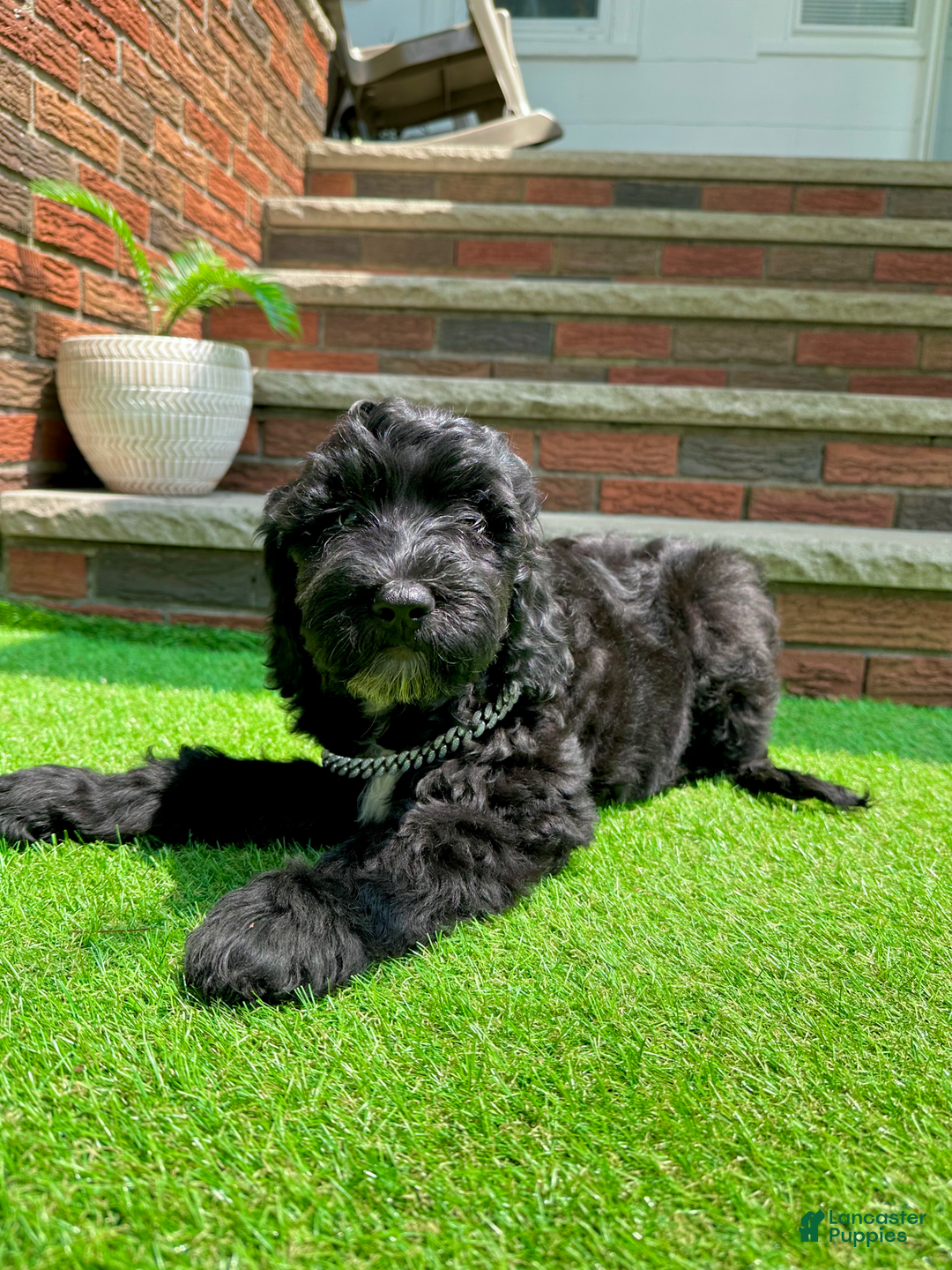 Goldendoodle dogs for sale: Bella - Image 3