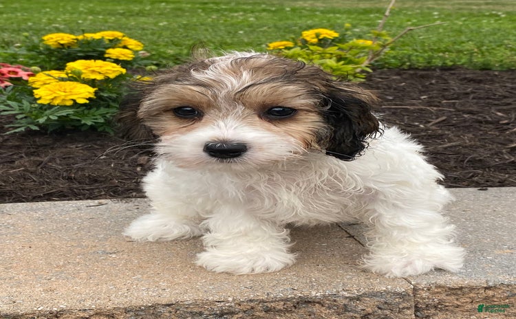 Cavachon dogs for sale - Ad 1