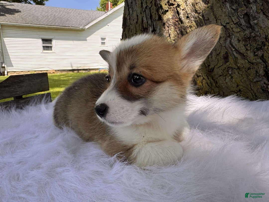 American Corgi dogs for sale: Zoe - Image 1
