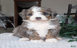 Mini Bernedoodle dogs for sale: Allie - Image 8