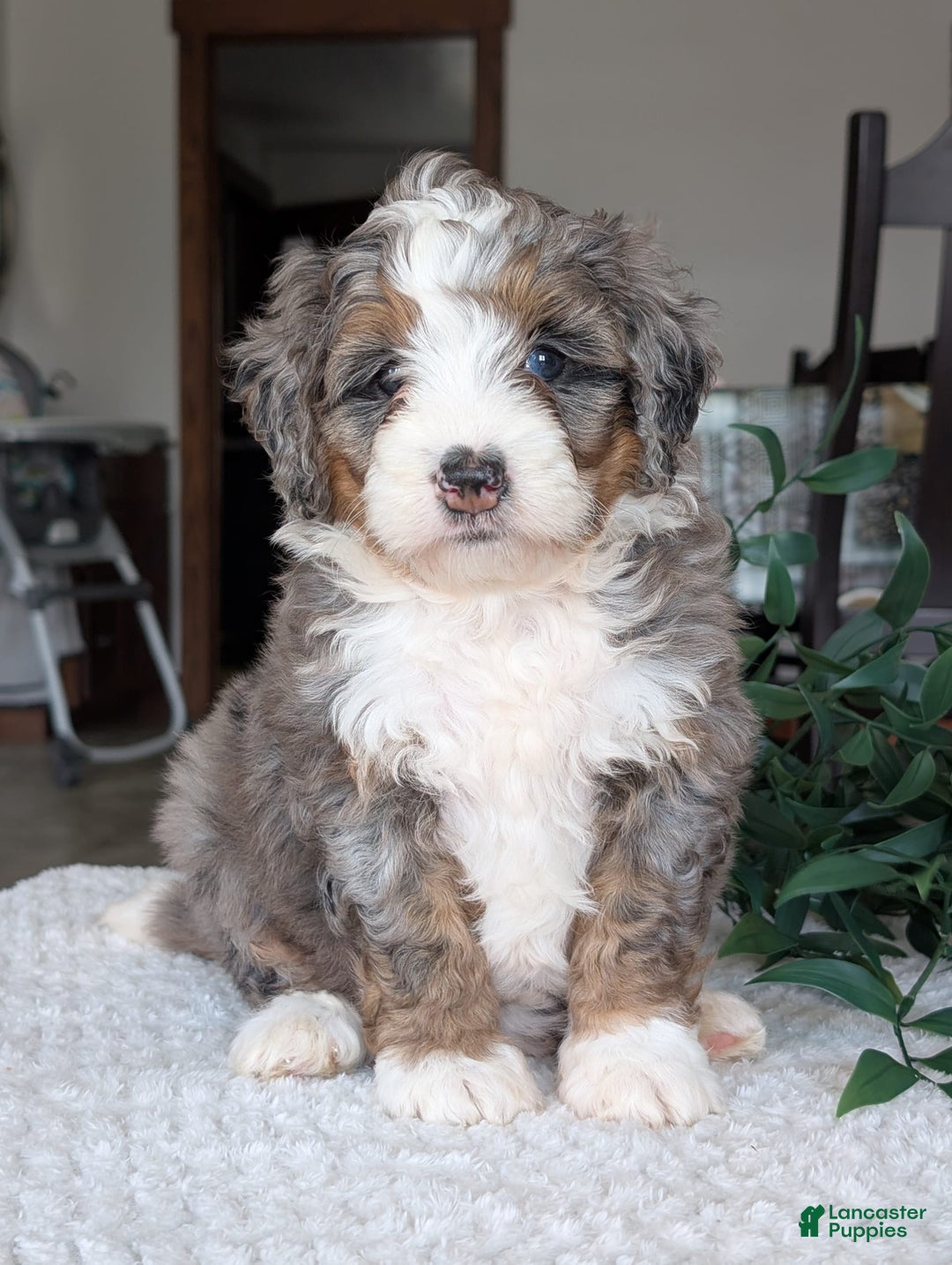 Mini Bernedoodle dogs for sale: Allie - Image 8