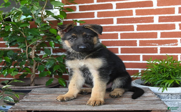 German Shepherd dogs - Advert 31