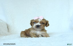 Cocker Spaniel dogs for sale: Sophie - Image 3