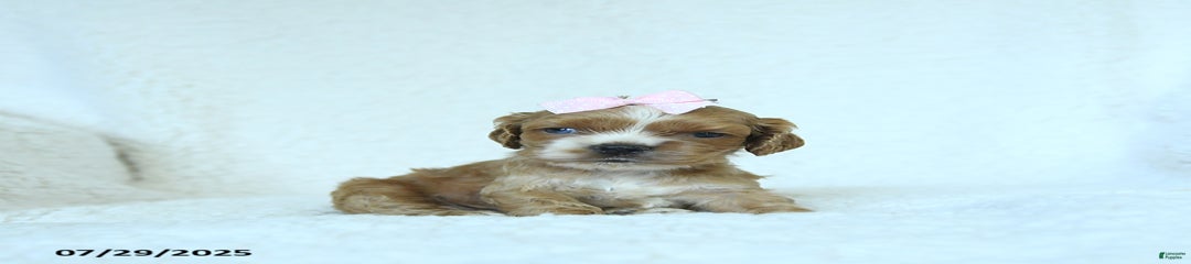Sophie