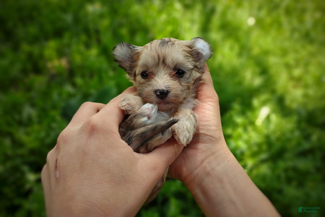 Morkie dogs for sale: Rare Merle Ember - Image 7
