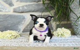 Boston Terrier dogs for sale: Winnie Blue Eye - Image 4