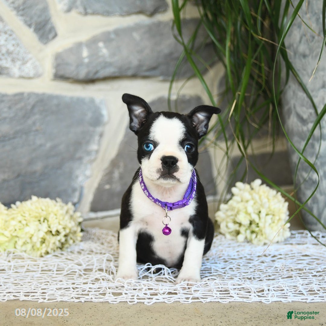 Boston Terrier dogs for sale: Winnie Blue Eye - Image 4