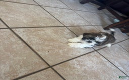 Shih Tzu dogs for sale: Shiloh - Image 5