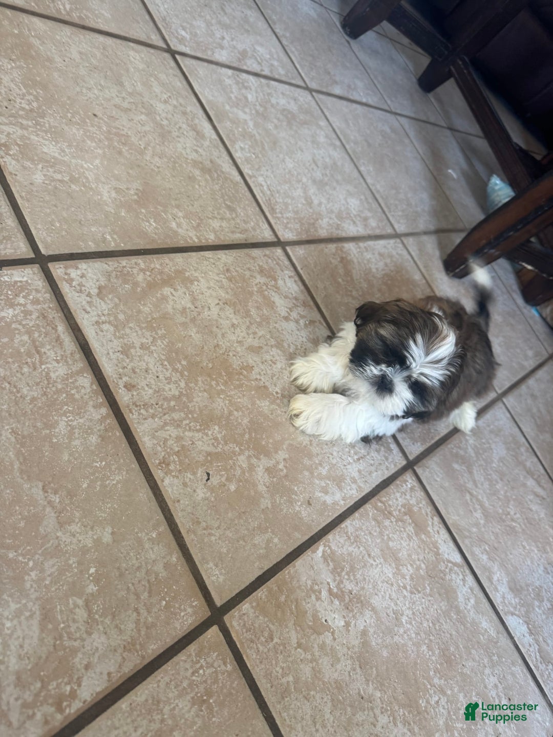 Shih Tzu dogs for sale: Shiloh - Image 5