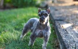 Miniature Schnauzer dogs for sale: Amber - Image 15