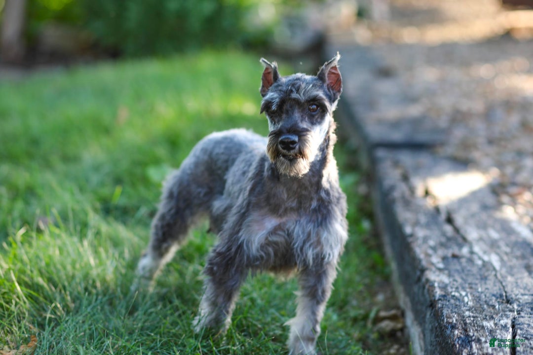 Miniature Schnauzer dogs for sale: Amber - Image 15