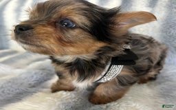 Yorkshire Terrier dogs for sale: Bo - Image 8