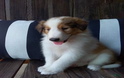 Collie dogs for sale: Bandit - Image 1