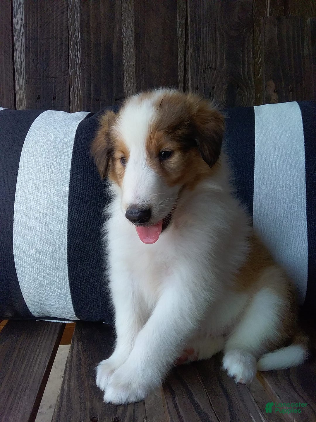 Collie dogs for sale: Bandit - Image 1