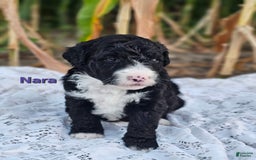 Portuguese Water Dog dogs for sale: Nara - Image 3