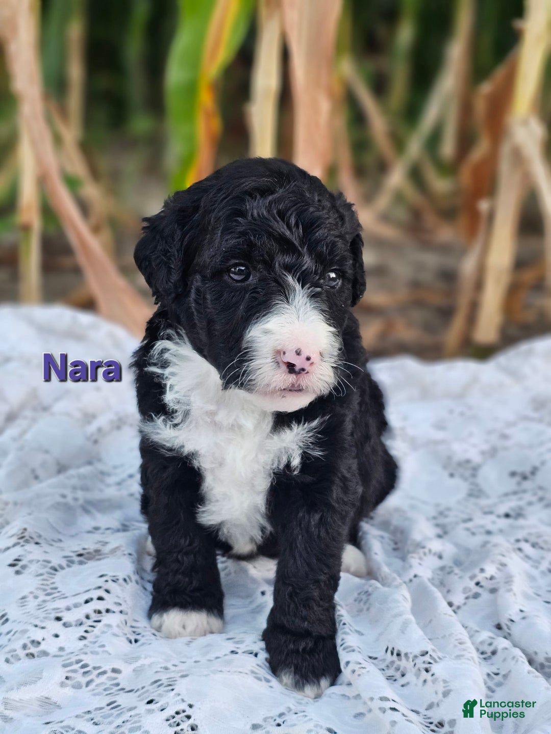 Portuguese Water Dog dogs for sale: Nara - Image 3