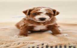 Goldendoodle dogs for sale: Rocky - Image 3