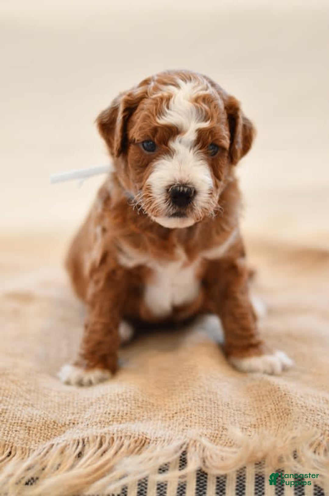 Goldendoodle dogs for sale: Rocky - Image 3