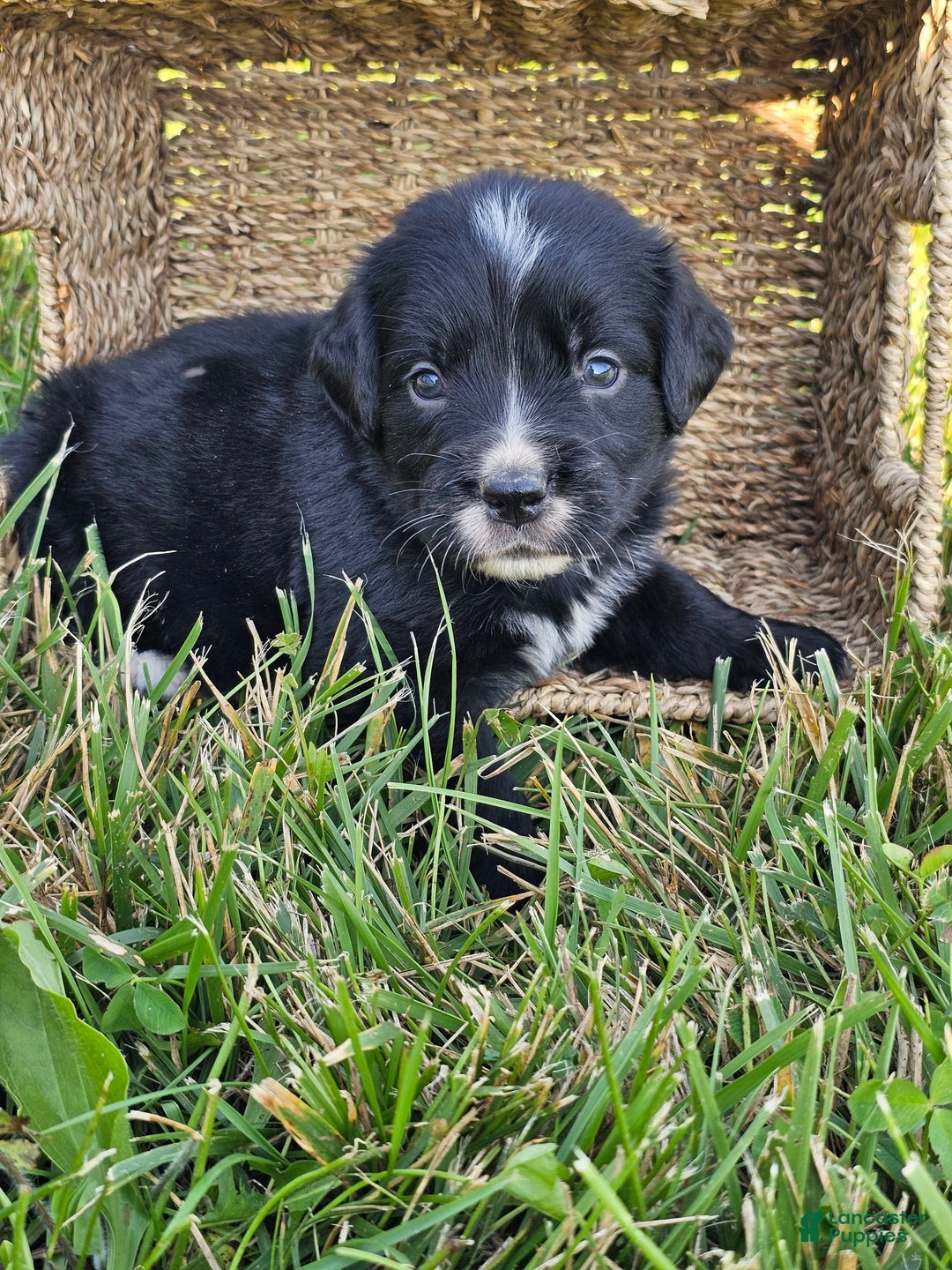 Bernese Mountain Dog dogs for sale: Roxy - Image 1