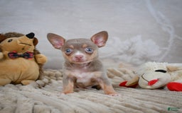 Chihuahua dogs for sale: Tillie - Image 10