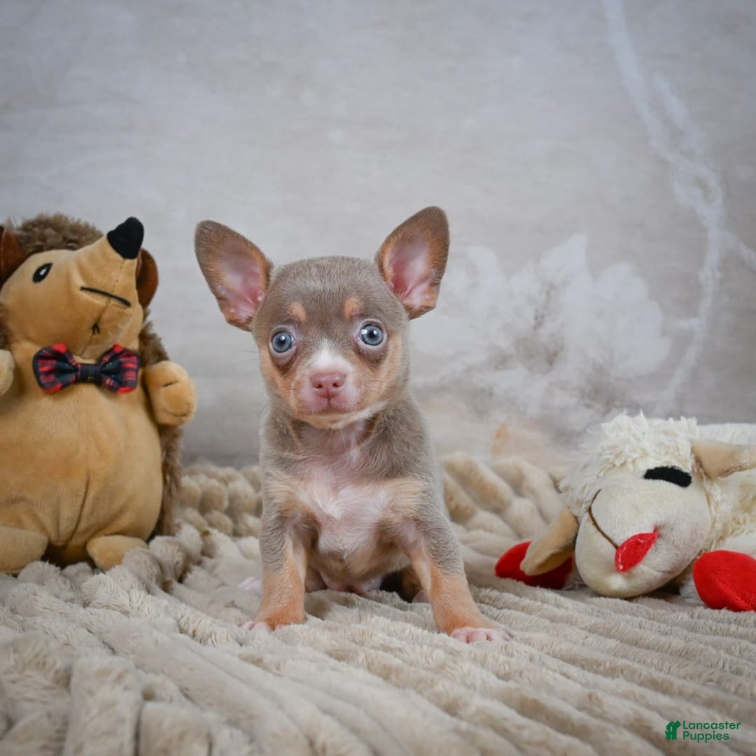 Chihuahua dogs for sale: Tillie - Image 10