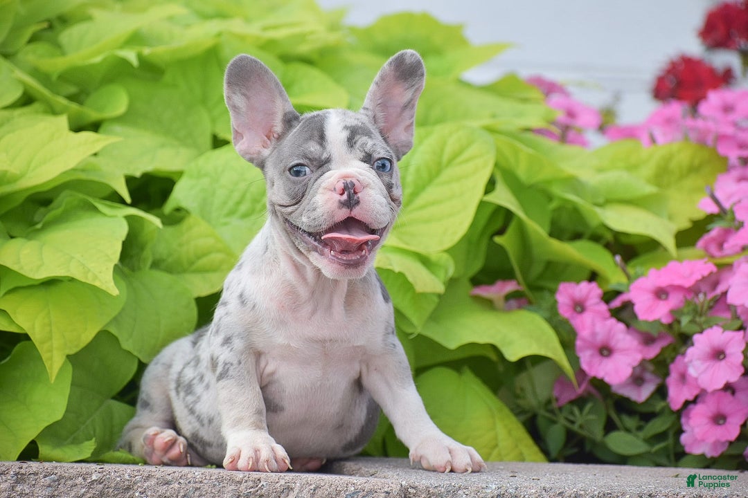 French Bulldog dogs for sale: Laura - Blue Eyed Merle!! - Image 7