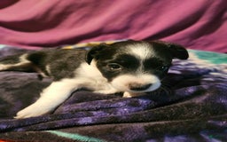 Chihuahua dogs for sale: Lori - Image 9