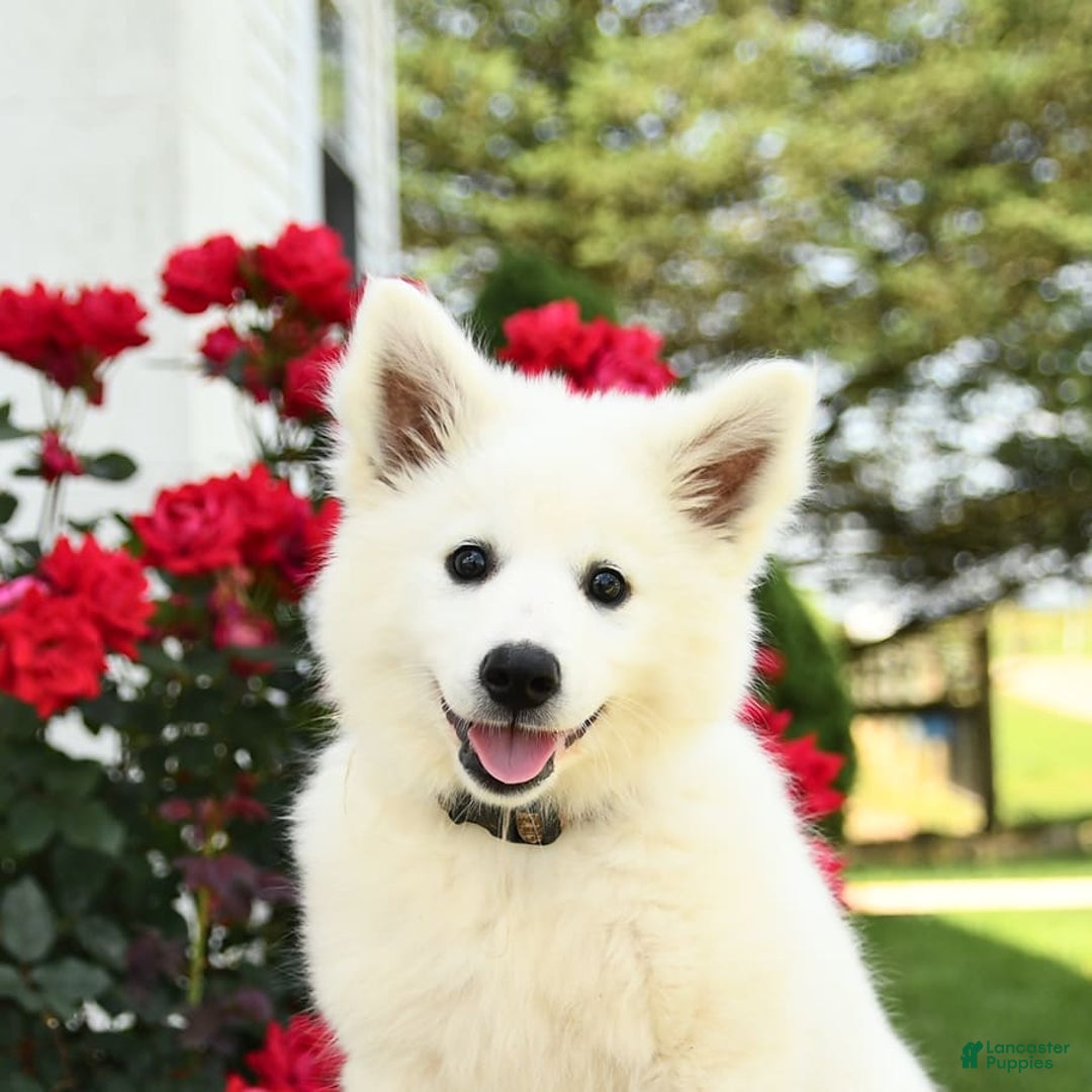 American Eskimo dogs for sale: Meadow - Image 10