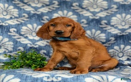 Irish Setter dogs for sale: Jackson - Image 1