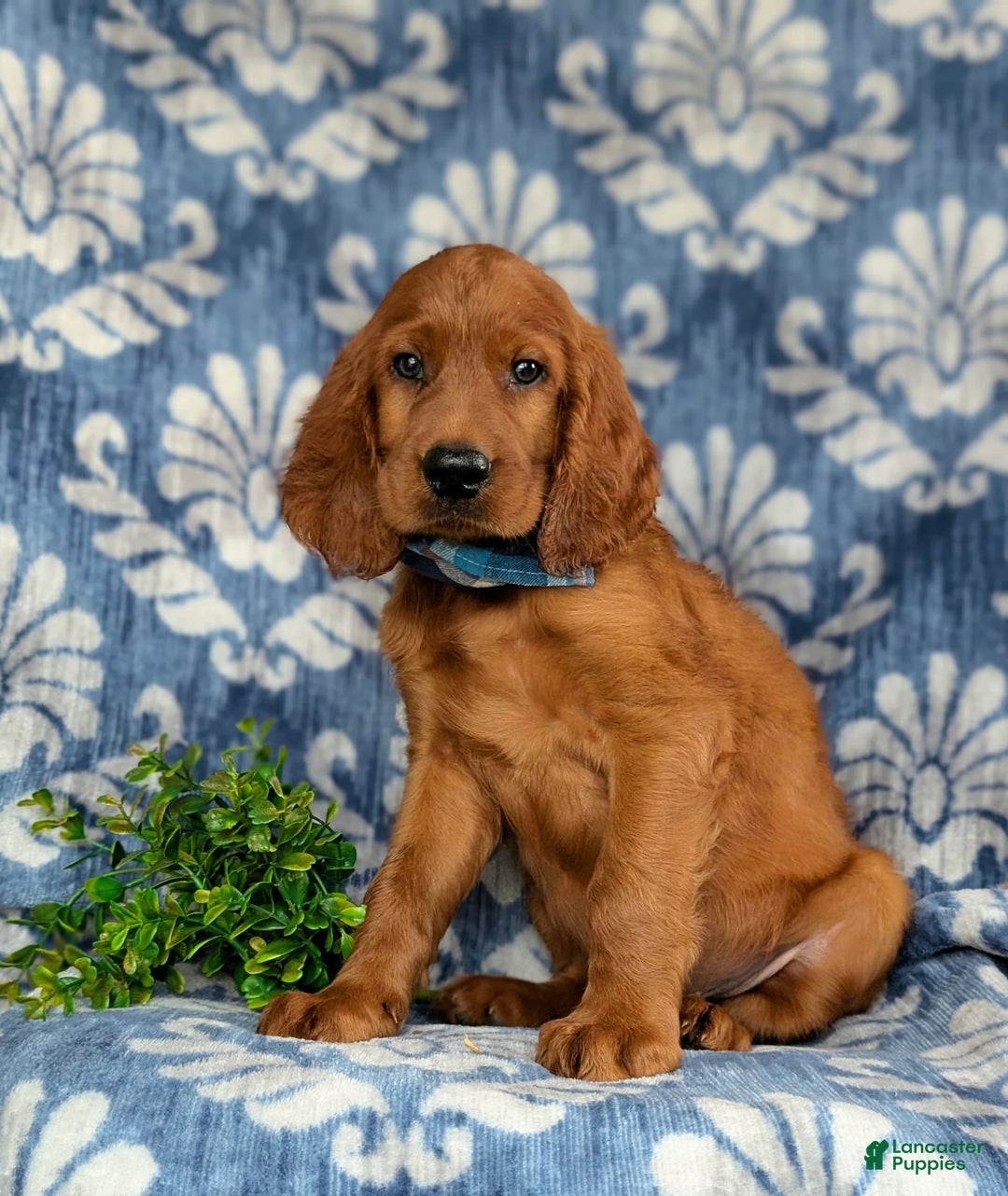 Irish Setter dogs for sale: Jackson - Image 1