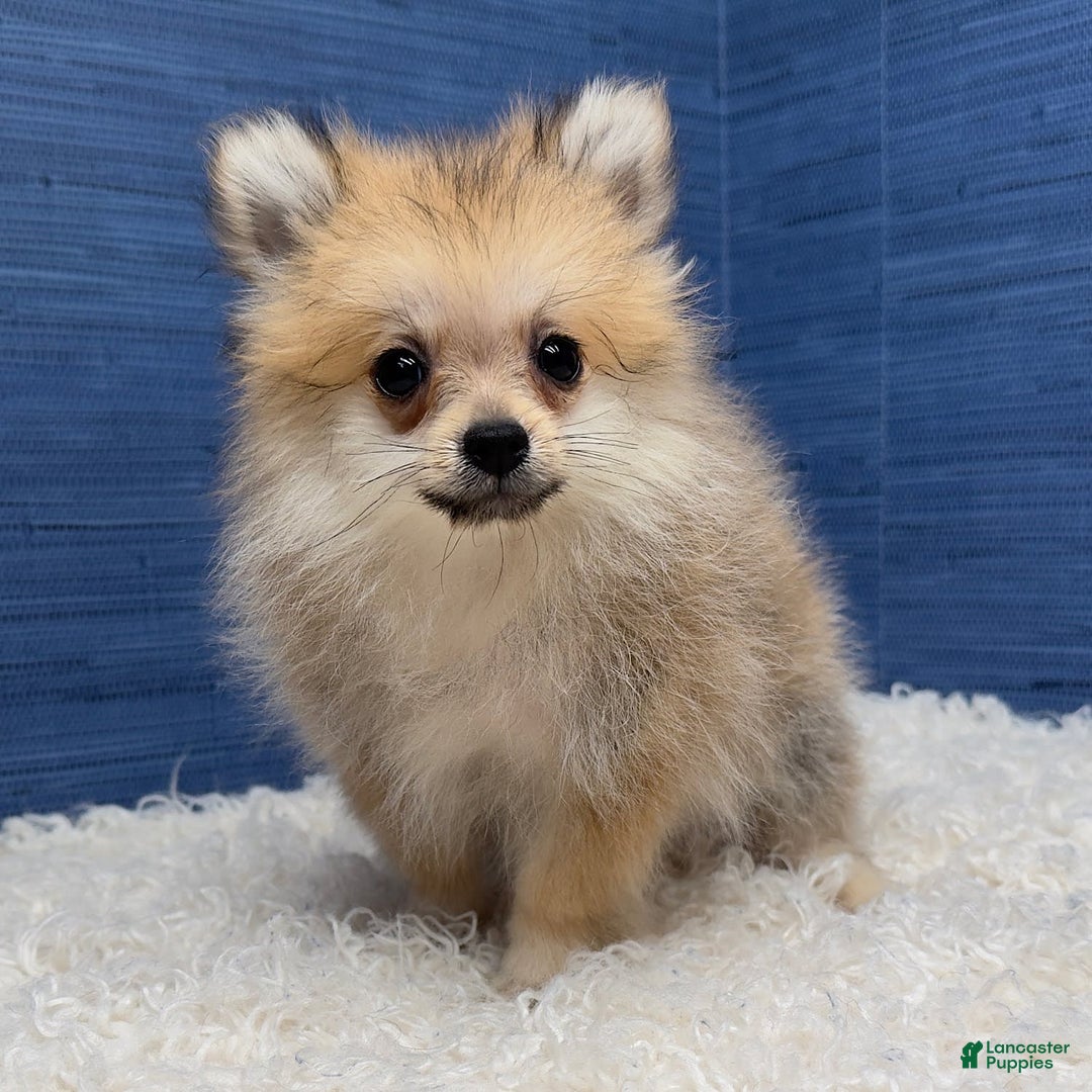 Pomeranian dogs for sale: Charlie - Image 7