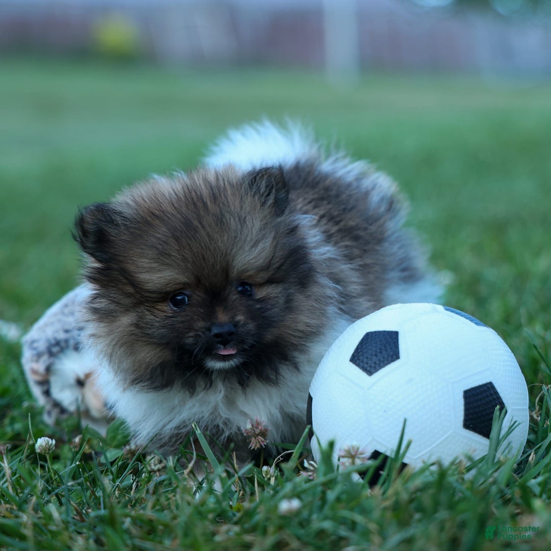 Pomeranian dogs for sale: Bobby - Image 11