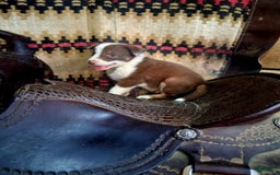 Border Collie dogs for sale: Border Collie 3 puppies - Image 4