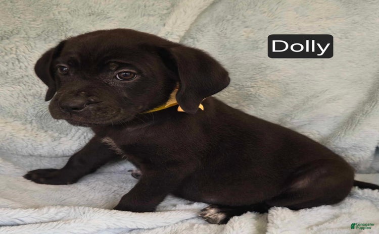 Cane Corso dogs for sale - Ad 4