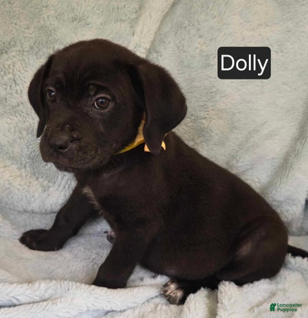 Cane Corso dogs for sale - Ad 4
