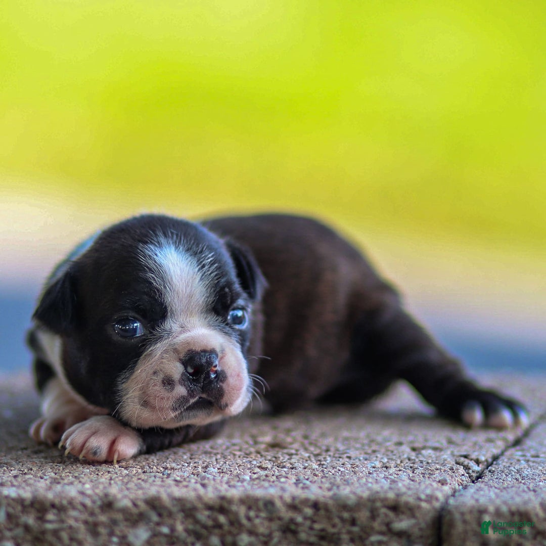 Boston Terrier dogs for sale: Dan - Image 4