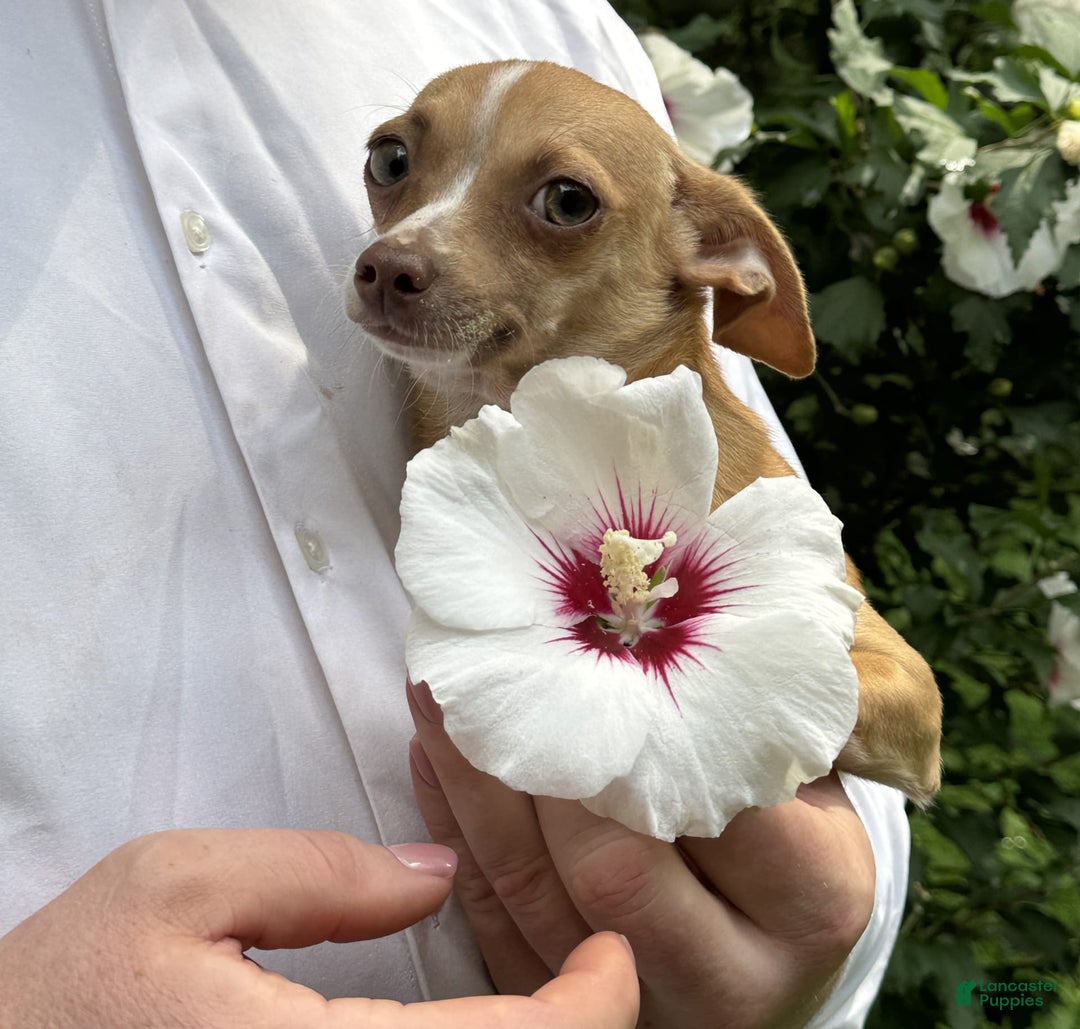 Chihuahua dogs for sale: Olive - Image 2