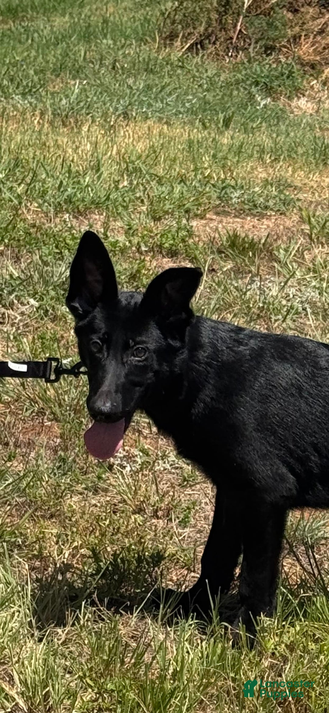 German Shepherd dogs for sale: Jaydah - Image 3