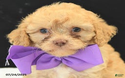 Cavapoo dogs for sale: Sweet Pea - Image 2