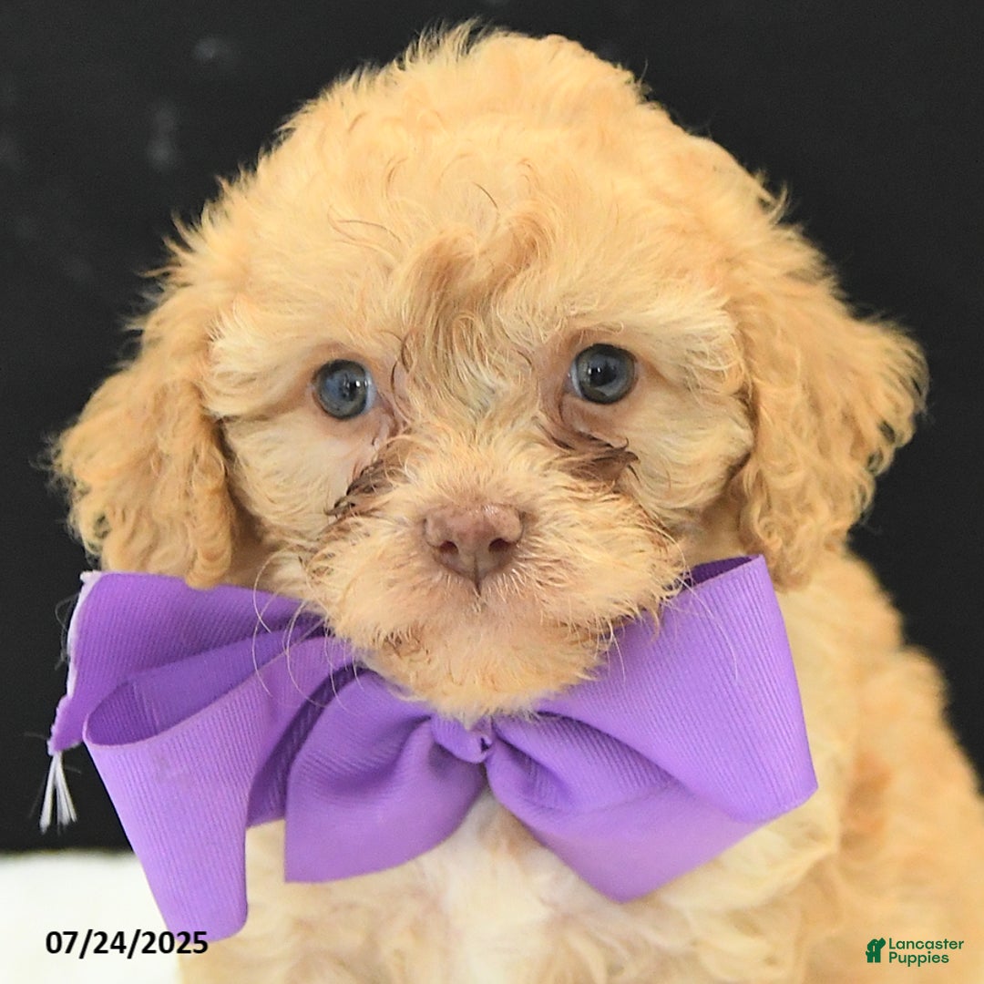 Cavapoo dogs for sale: Sweet Pea - Image 2